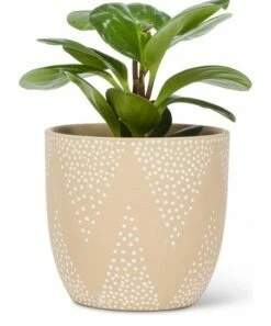 Best reviews of 😀 Abbott Beige Dot Chevron 4'' Planter For Other ⌛