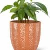 Cheapest 🔥 Abbott Terracotta & White Dot Stripe 4'' Planter For Other 🔥 -Abbott Shop zu106231227 main tm1655330426