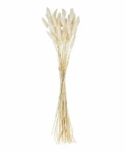 Promo 🔥 Abbott White Lagurus Stem For Other 🔔