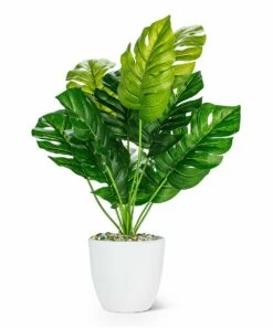 Best Sale ❤️ Abbott Green Monsterra Plant Arrangement For Other ✔️