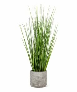 Promo 👏 Abbott Green Tall Grass Pot Arrangement For Other 😉