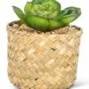 Budget 🌟 Abbott Green Prince Succulent & Tan Woven Basket For Home & Garden 😍 -Abbott Shop zu99937425 main tm1643224028