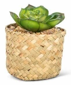 Budget 🌟 Abbott Green Prince Succulent & Tan Woven Basket For Home & Garden 😍