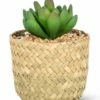 Brand new 💯 Abbott Green Jade Succulent & Tan Woven Basket For Home & Garden 🥰 -Abbott Shop zu99943094 main tm1643224028