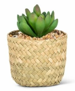 Brand new 💯 Abbott Green Jade Succulent & Tan Woven Basket For Home & Garden 🥰