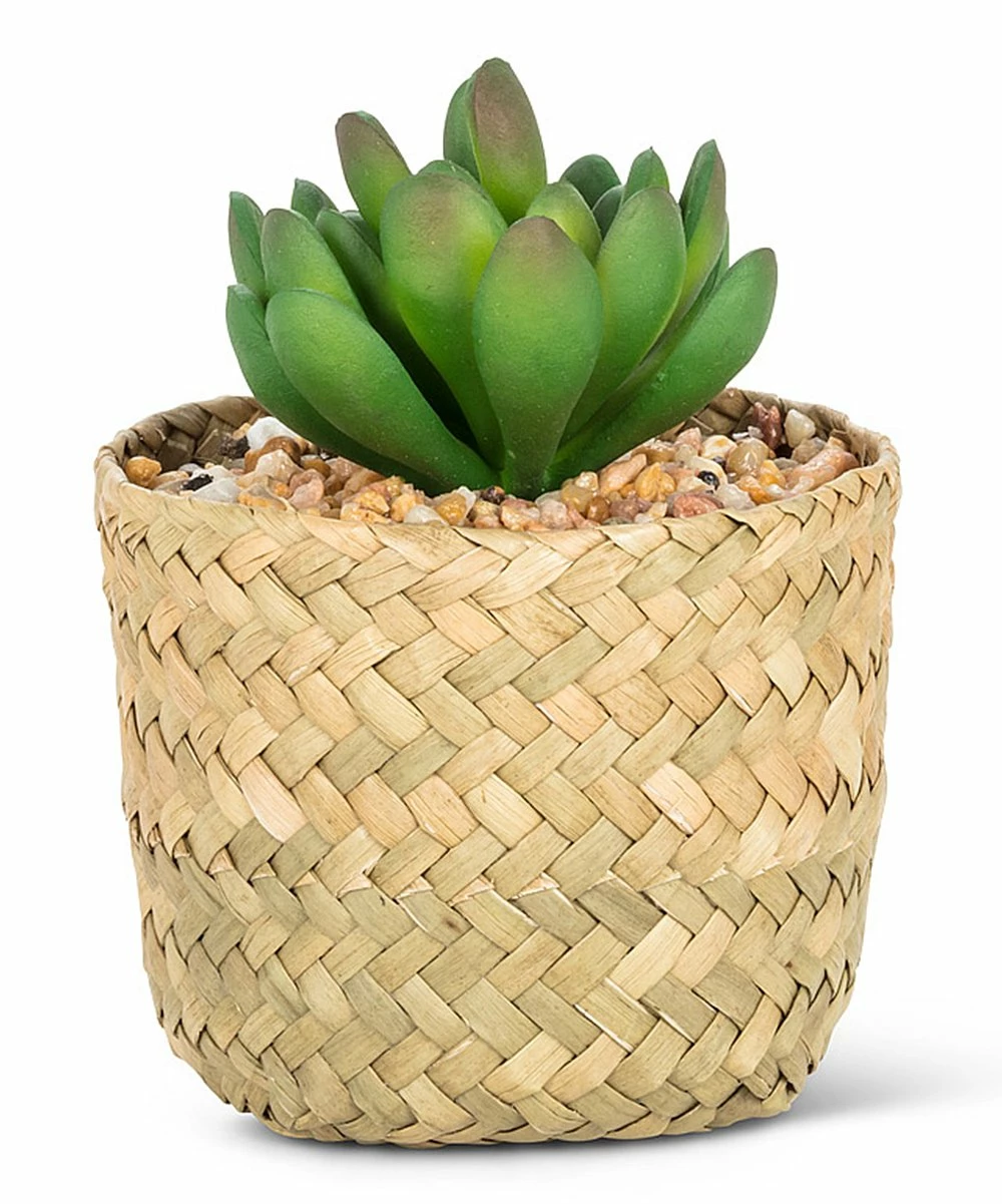 Brand new π― Abbott Green Jade Succulent & Tan Woven Basket For Home & Garden π₯° 3 Brand new π― Abbott Green Jade Succulent & Tan Woven Basket For Home & Garden π₯°