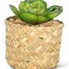 Top 10 ✔️ Abbott Green Sedeveria Succulent & Tan Woven Basket For Home & Garden 🥰 -Abbott Shop zu99943096 main tm1643224028